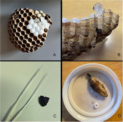 Insights into the prey of Vespa mandarinia (Hymenoptera: Vespidae) in Washington state, obtained from metabarcoding of larval feces